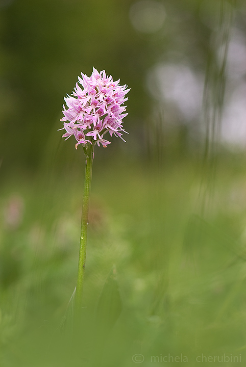 varie orchidee da determinare,qualcuno mi aiuta?